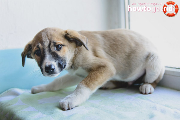 How to teach a puppy not to be afraid of people