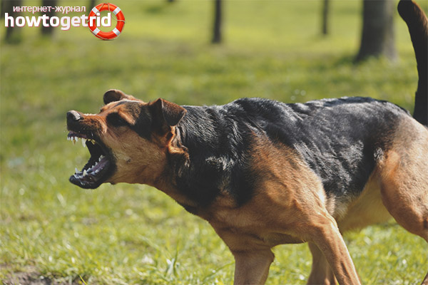 How to make a dog angry with strangers