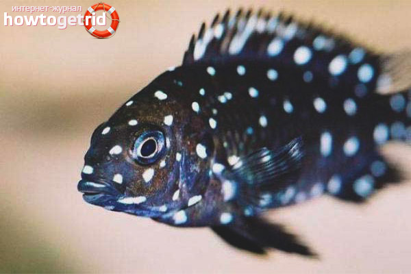 How to contain trophies