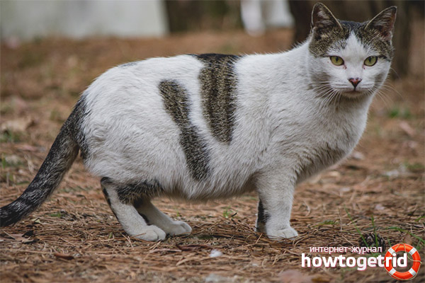 How does false pregnancy appear in cats