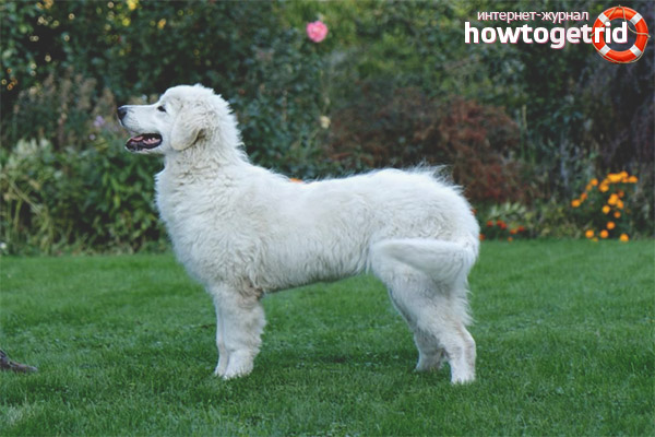 How to choose a puppy of a Slovak chuvach