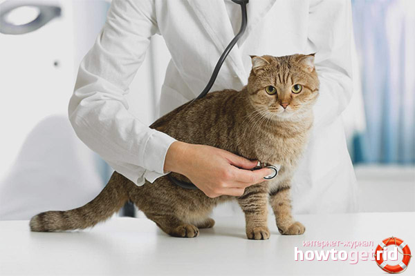 How to Cure False Pregnancy in Cats