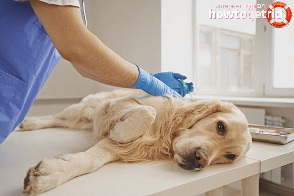 How to cure a false pregnancy in dogs