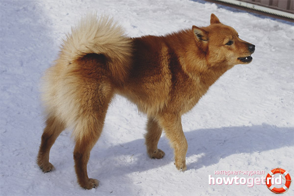 Karelian-Finnish husky