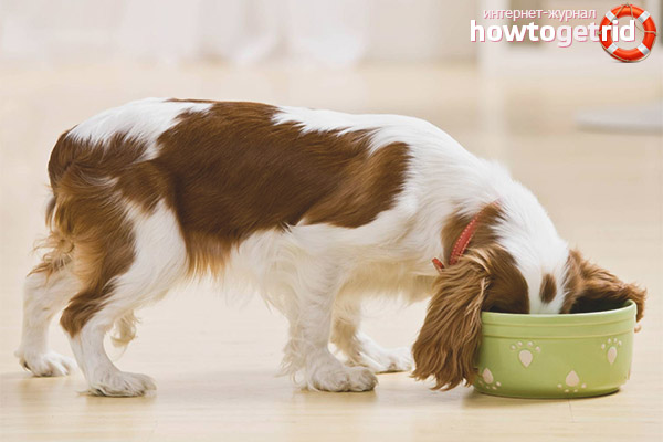 Feeding a dog after childbirth