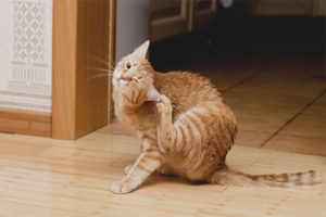 The cat shakes its head and scratches its ears.