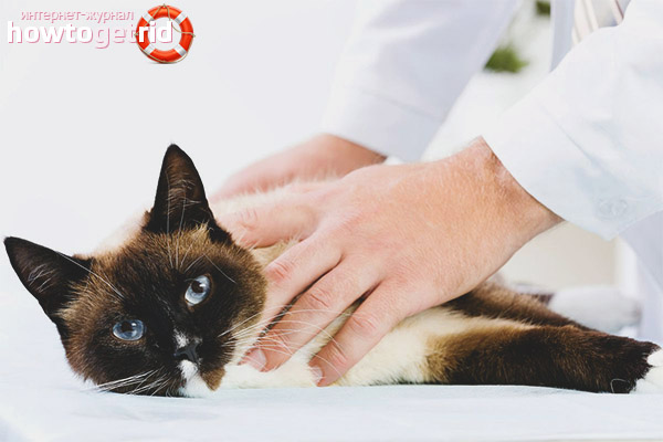 Treatment for dehydration in cats