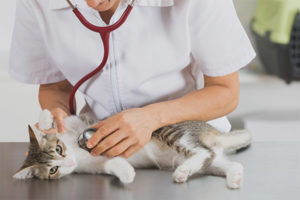 False pregnancy in cats