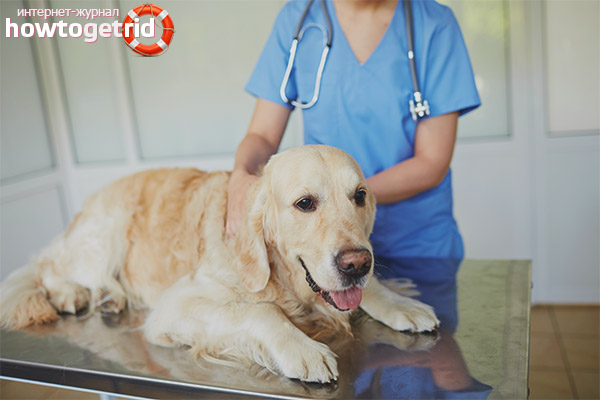 False pregnancy in dogs