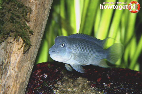 Lionhead Cichlid