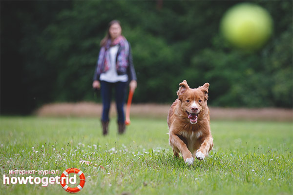 Places for walking with a dog