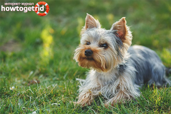 Cons of Yorkshire Terriers