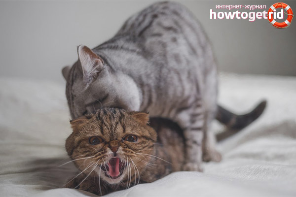 Can a castrated cat want a cat