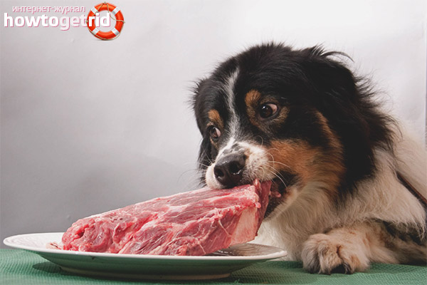 Can I give pork to dogs?