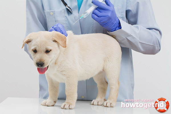 Is it possible to walk a dog after vaccination