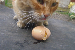 Can cats be given raw eggs?