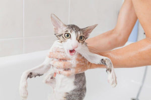 Is it possible to wash a cat with ordinary shampoo?