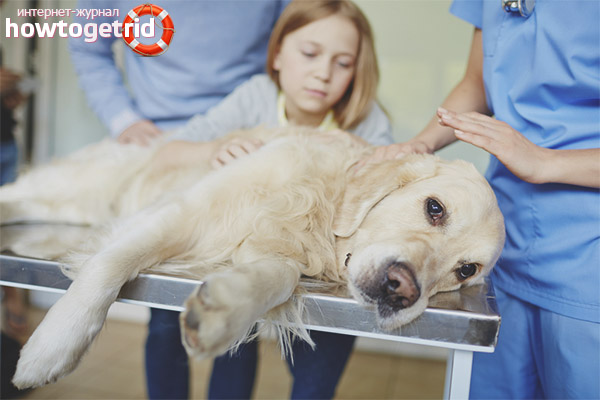 First aid for dog poisoning with rat poison