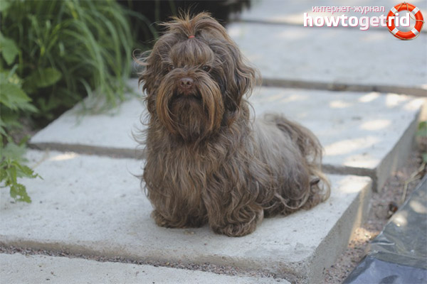 Color and type of wool of a colored Russian lap-dog