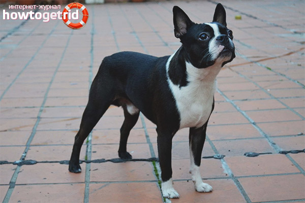 Description of the breed Boston Terrier
