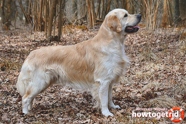 Golden Retriever Standard Description