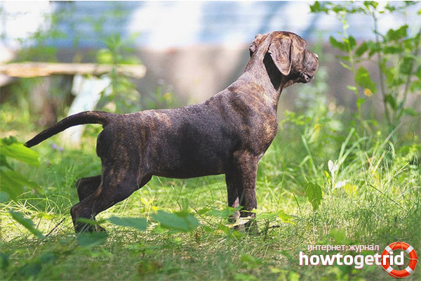 Description of the appearance of the Spanish Alano