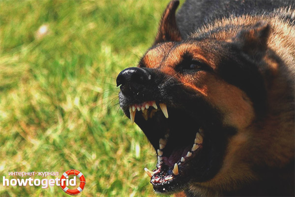 The main ways to train a dog for spite