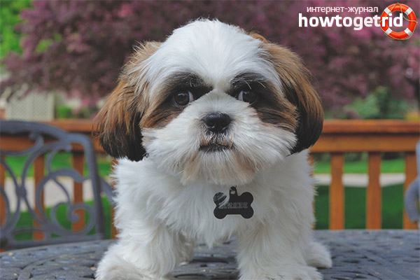 Features of Shih Tzu training
