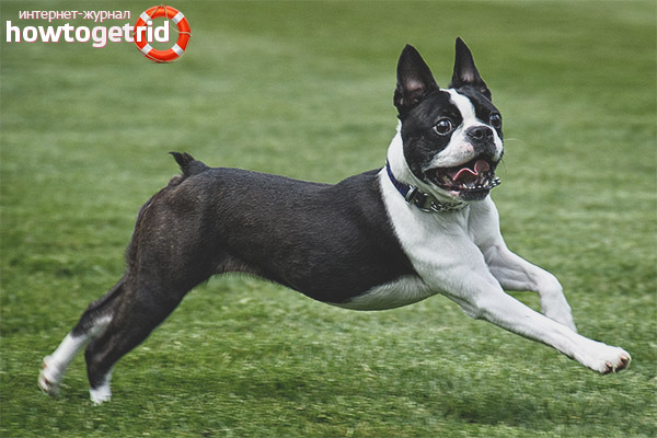Characteristics of the Boston Terrier