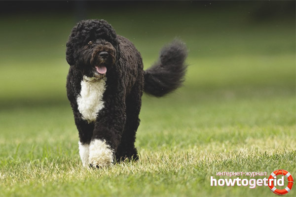 Character Features of Portuguese Water Dog