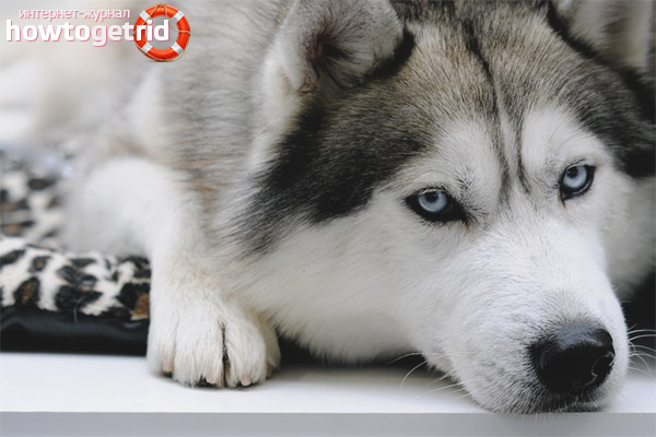 Character Features of Siberian Husky