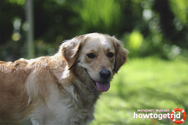 Golden Retriever Character Features