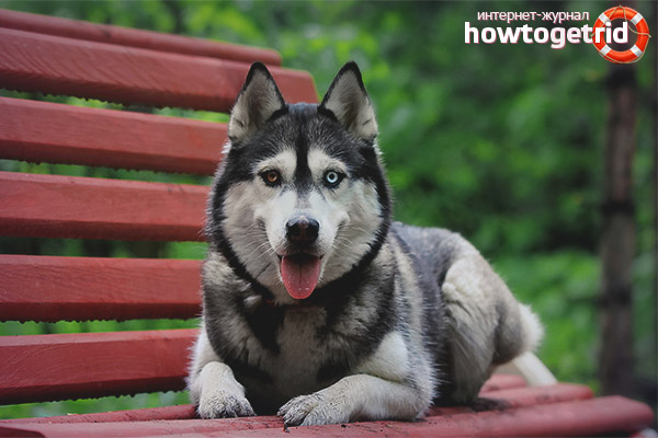 Features of the maintenance and care of the Siberian husky