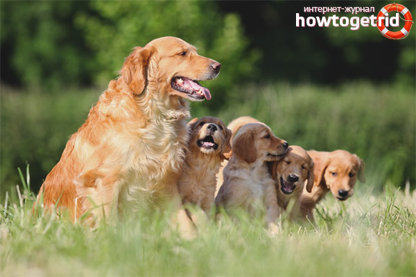 Features of care and maintenance of the Golden Retriever