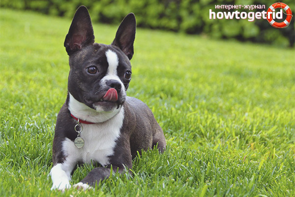 Features of caring for the Boston Terrier