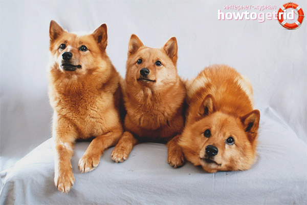 Features of care for Karelian-Finnish huskies