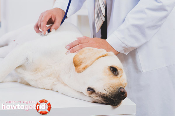 Rat Poisoning in Dogs