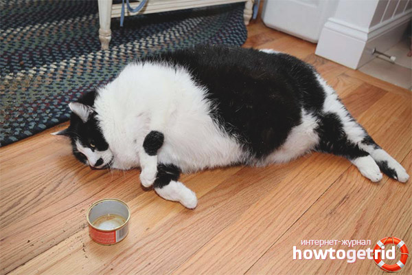 Obesity in cats and cats