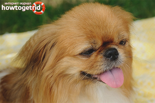 Pekingese