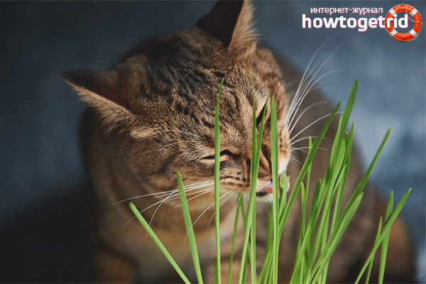 Why and why do cats eat grass