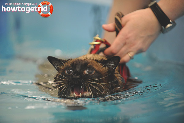Pourquoi les chats et les chats ont peur de l'eau
