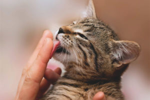 Why cats and cats lick people