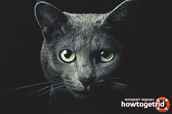 Why do cats glow in the dark