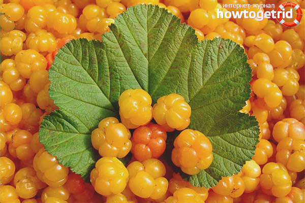 Useful properties and contraindications cloudberries
