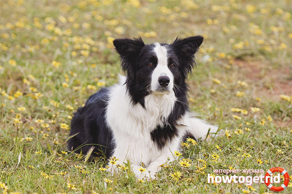 Border Collie Hunderasse