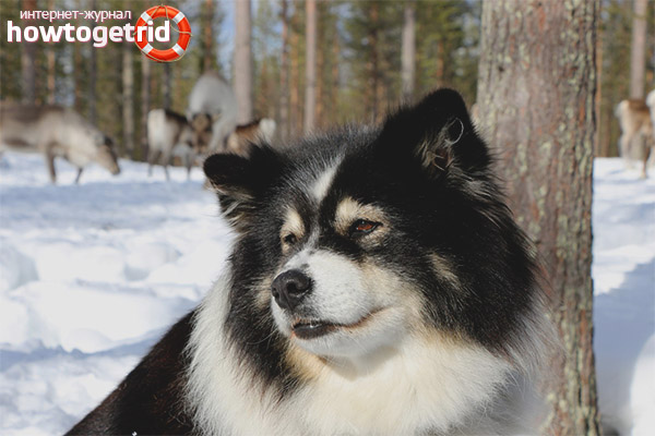 Dog breed Finnish Lapphund