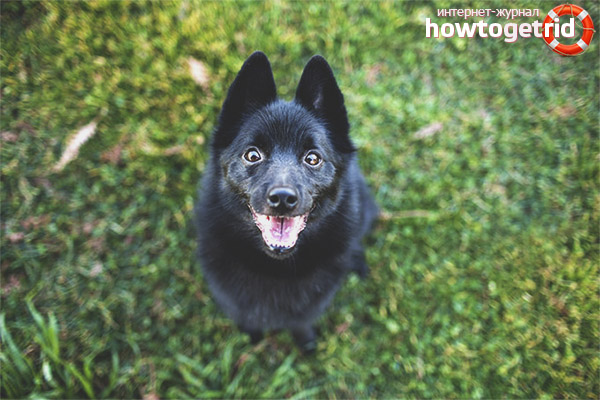 Hunderasse schipperke