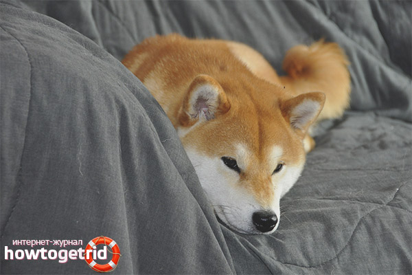 Shiba Inu dog breed