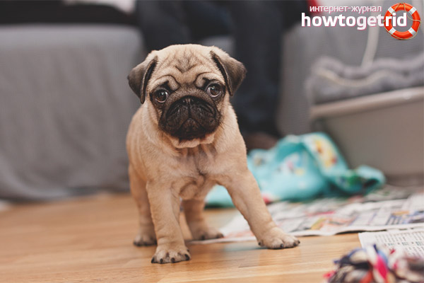 Pug puppy selection rules