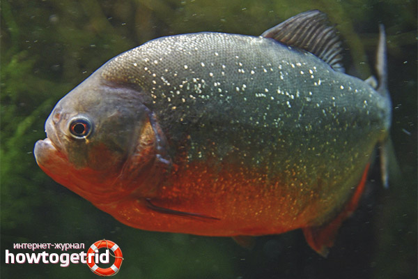 Problems of keeping red-bellied piranha